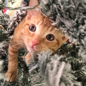 Meet your Posher, Shaely